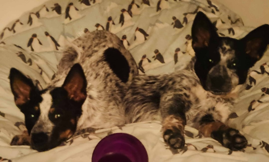 Nann and Haus, Kim’s two Australian Cattle Dogs, relaxing together on a bed